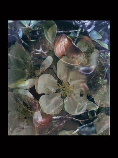 Flesheaters 5 de Mat Collishaw