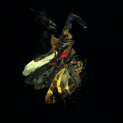 Insecticida 18, 2009 (fotografía tipo C) de Mat Collishaw