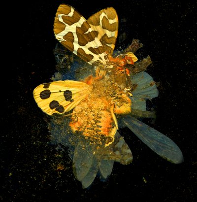 Insecticida 24, 2008 (fotografía tipo C) de Mat Collishaw