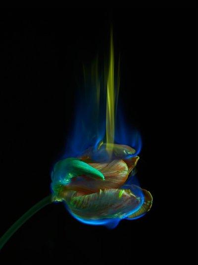 La página envenenada, 2013 (fotografía tipo C) de Mat Collishaw