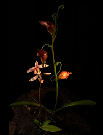 Venal Muse, Lafage, 2012 (resina, pintura esmaltada, madera, vidrio, acero) de Mat Collishaw
