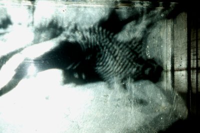 Wormery, 2009 (madera, vidrio, acero, proyector y reproductor) de Mat Collishaw