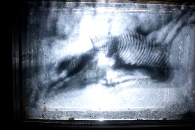 Wormery, 2009 (madera, vidrio, acero, proyector y reproductor) de Mat Collishaw