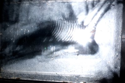 Wormery, 2009 (madera, vidrio, acero, proyector y reproductor) de Mat Collishaw