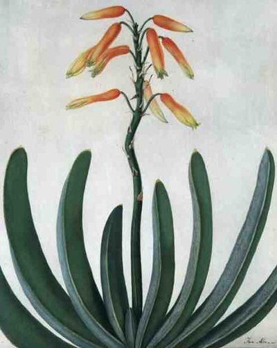 Aloe Striata de Matilda Conyers