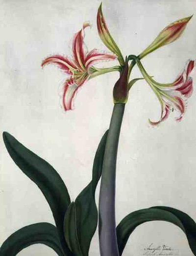 Amaryllis Vitata de Matilda Conyers