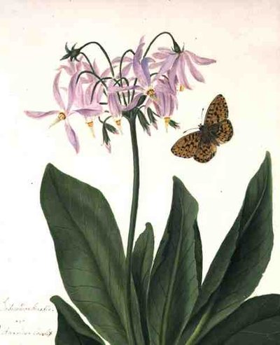 Dodecatheon Meadia y Mariposa de Matilda Conyers