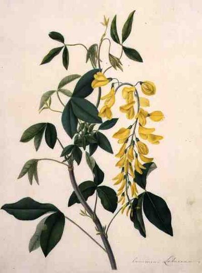 Laburnum Anagyroides de Matilda Conyers