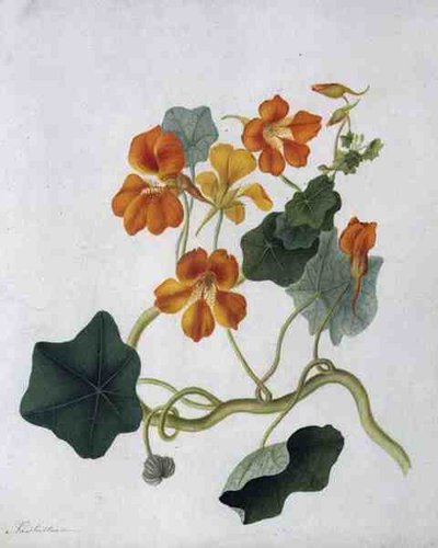 Tropaeolum de Matilda Conyers