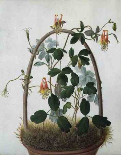 Tropaeolum Tuberosum de Matilda Conyers