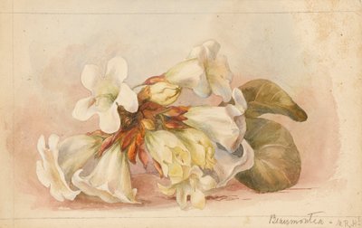 Beaumontia