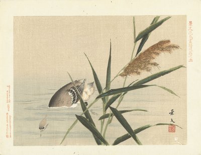 Pato de buceo por caña Bocetos de flores y pájaros de Keibun - tercera parte (título de la serie) Keibun kacho gafu kohen (título de la serie sobre el objeto) de Matsumura Keibun