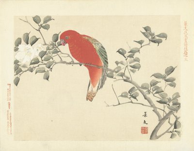 Loro rojo en rama con flores blancas Bocetos de flores y pájaros de Keibun - tercera parte (título de la serie) Keibun kacho gafu kohen (título de la serie sobre el objeto) de Matsumura Keibun
