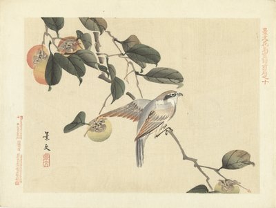 Pájaro y caqui Bocetos de flores y pájaros de Keibun, primera parte (título de la serie) Keibun kacho gafu zen pen (título de la serie en el objeto) de Matsumura Keibun