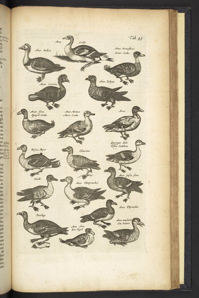 Pestaña 49, Patos, Ilustración de 