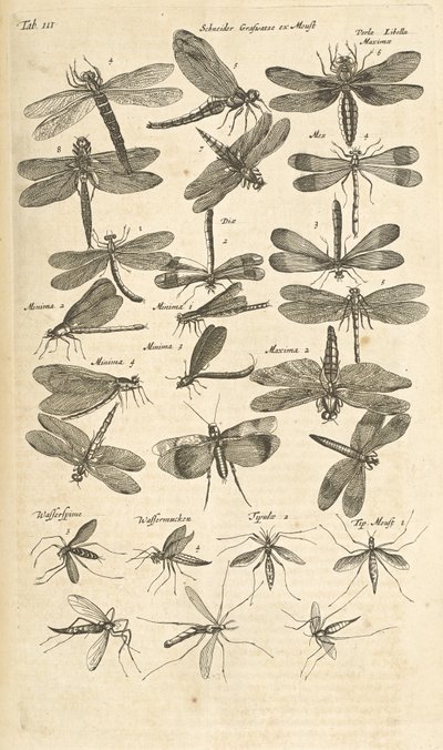 Ficha III, libélulas, ilustración de 