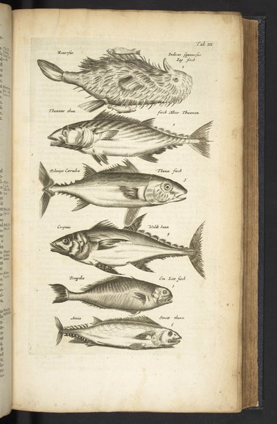 Ficha III, Tunas, Ilustración de 