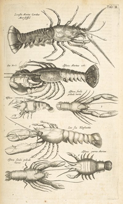 Ficha II, Langostas, Ilustración de 