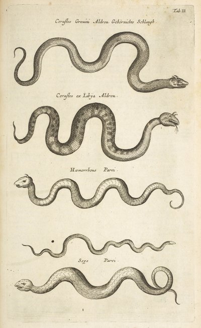 Ficha II, Serpientes, Ilustración de 