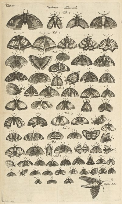 Pestaña. IV, mariposas y polillas, ilustración de 