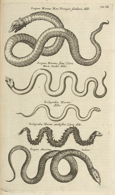Ficha IX, serpientes marinas, ilustración de 