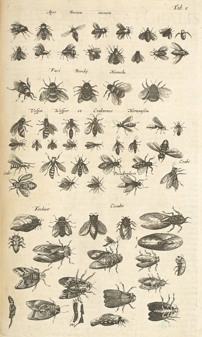 Ficha I, abejas y avispas, ilustración de 