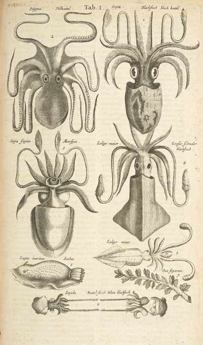 Pestaña I, Pulpo, Ilustración de 