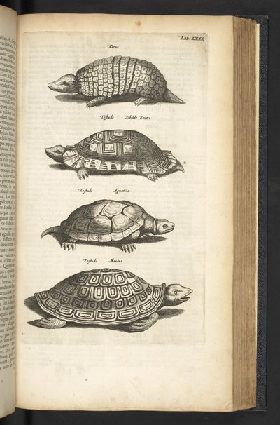 Ficha 80, Tortugas, Ilustración de 
