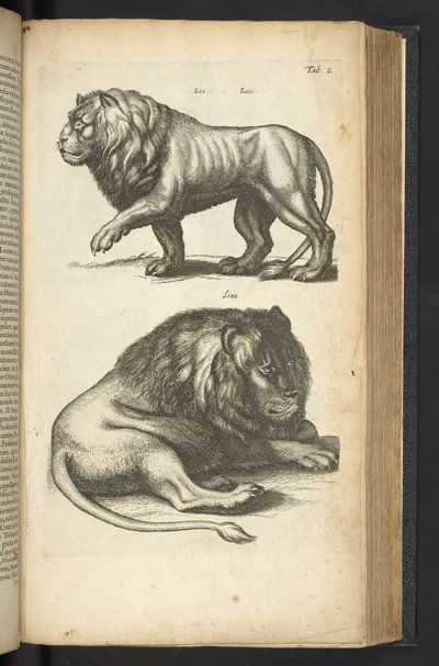 Ficha L, Leones, ilustración de 