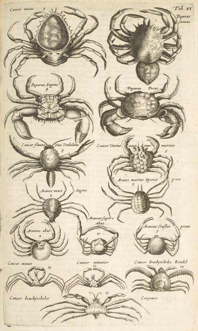 Ficha VI, Cangrejos, Ilustración de de Mattaus the Younger Merian