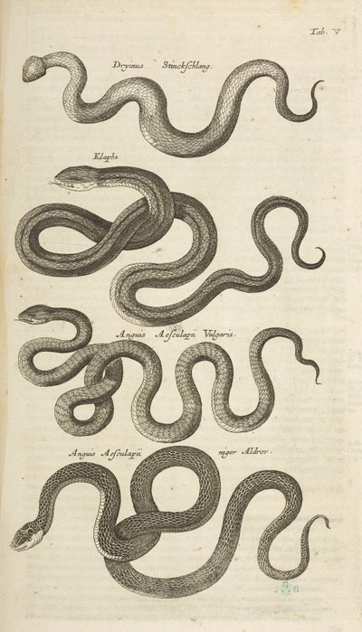 Ficha V, Serpientes, Ilustración de 