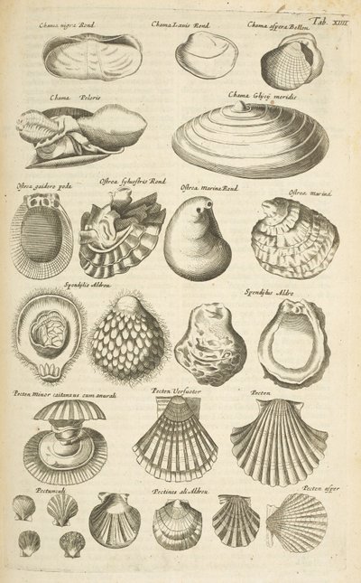Ficha XIV, varias conchas, ilustración de 