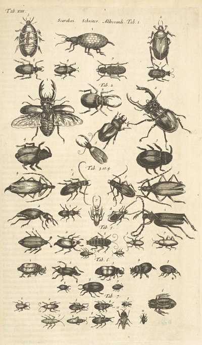 Ficha XIII, Escarabajos, Ilustración de 