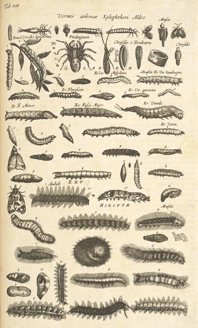 Ficha XIX, Orugas, Ilustración de 