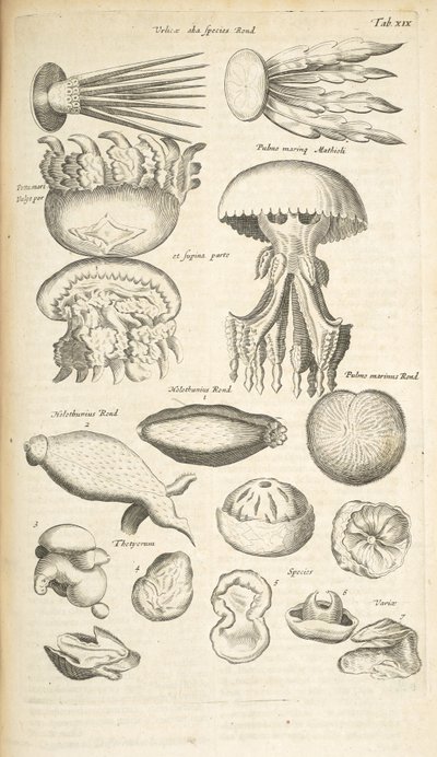 Ficha XIX, Medusas, pepinos de mar y otras especies marinas, Ilustración de 