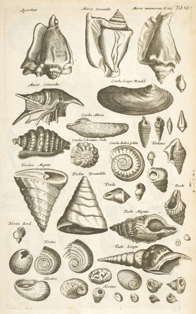 Ficha XI, Varias conchas, Ilustración de 