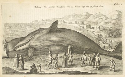 Ficha XLII, Ballena, Ilustración de 