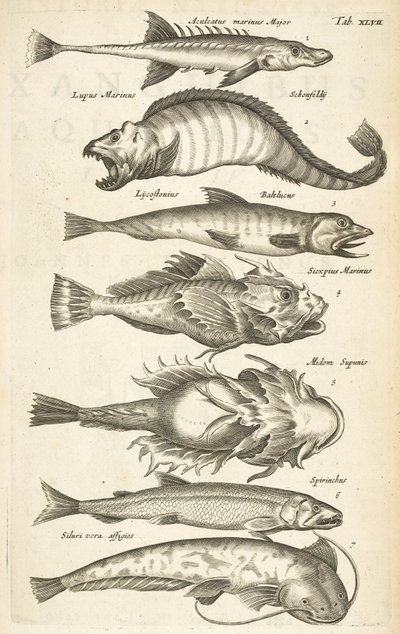 Pestaña 47, Especies de peces, Ilustración de 