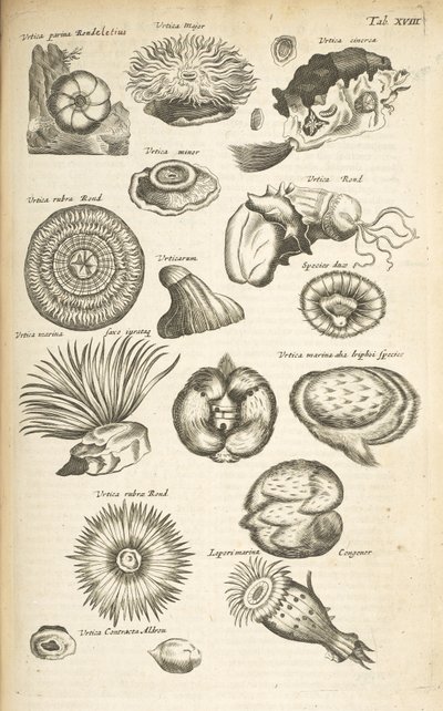 Ficha XVIII, Vida marina, Ilustración de 