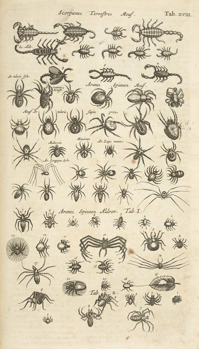 Ficha XVIII, escorpiones terrestres y arácnidos, ilustración de 