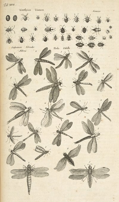 Ficha XVII, Libélulas, Ilustración de 