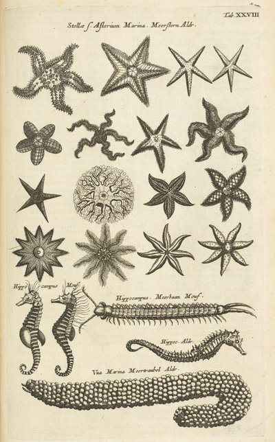 Ficha XXVIII, Estrellas de mar y caballitos de mar, Ilustración de de Mattaus the Younger Merian