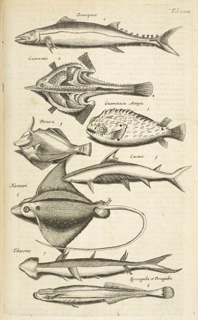 Ficha XXXIX, Especies de peces, Ilustración de 