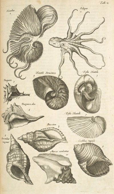 Ficha X, conchas de pulpo y Nautilus, ilustración de 