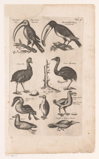 Toekans y andere vogels Historia natural de las aves, Libro 6 J. Jonston (título de la serie) de Matthaus Merian