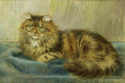 Gato Persa de Maud D. Heaps
