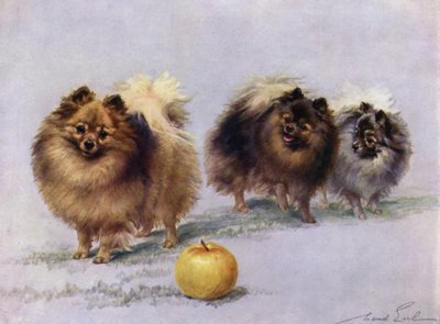 Tres de los Pomeranias Campeones de la Sra. Hall Walker de Maud Earl