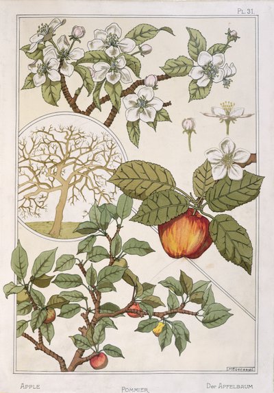 Manzano, frutos y flores, de la "Encyclopédie Botanique", c.1900 (litografía en color) de Maurice Pillard Verneuil