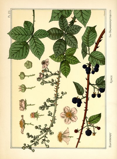 The Blackberry Bush (litografía en color) de Maurice Pillard Verneuil