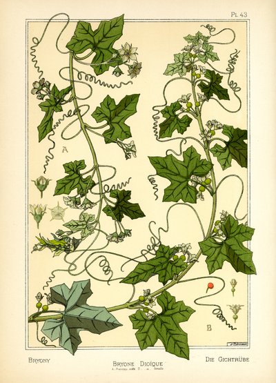 The Bryony (litografía en color) de Maurice Pillard Verneuil